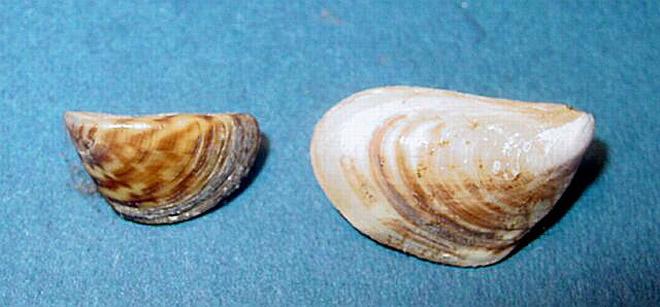Left - Zebra mussel, Right - Quagga mussel © U.S. Geological Survey